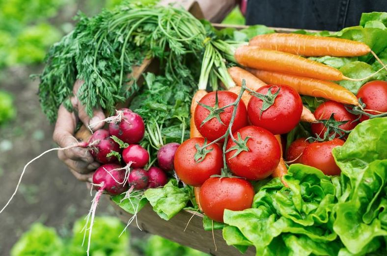 Cultivo de Hortaliças em Estufas: Vantagens e Desafios