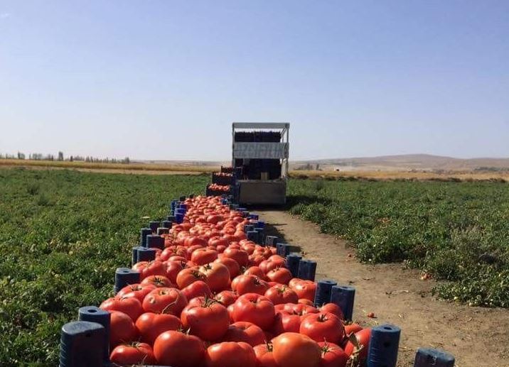 Exportação de Produtos Agrícolas: Desafios e Oportunidades