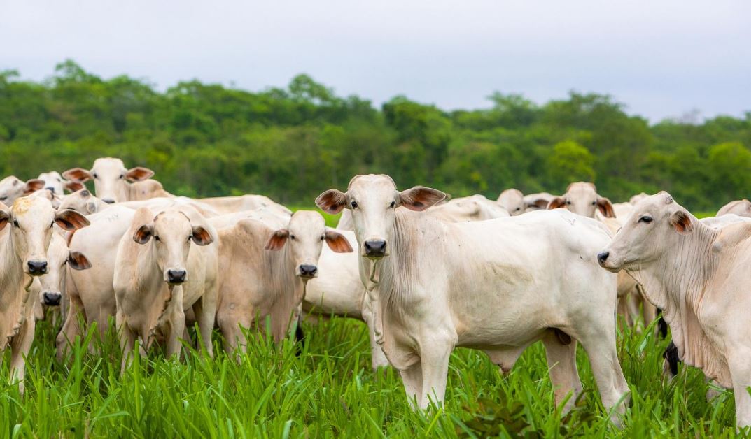 Nutrição Animal: A Importância de uma Dieta Balanceada