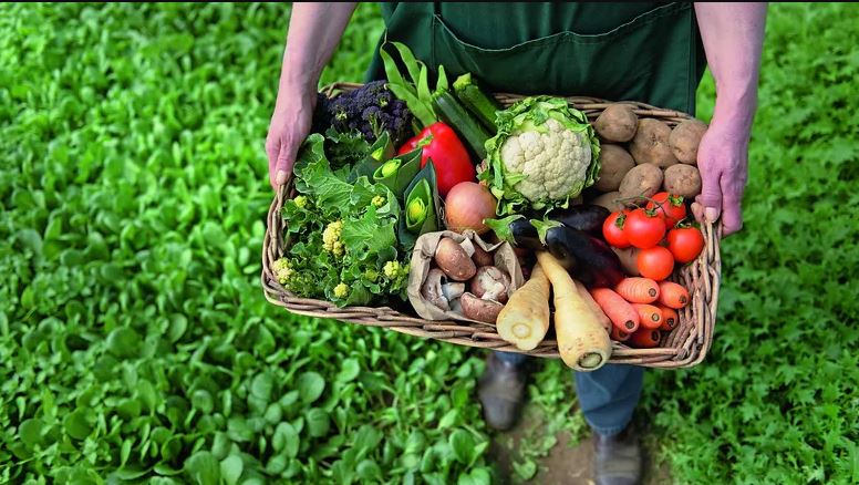 Produção de alimentos orgânicos: benefícios para a saúde e para o meio