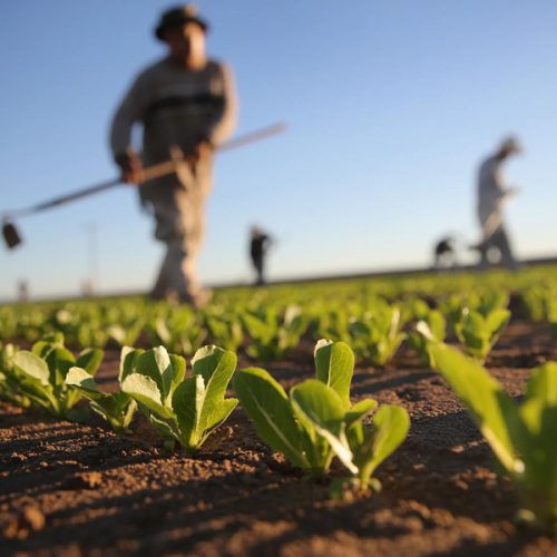 Novas Técnicas de Irrigação para Aumentar a Produtividade