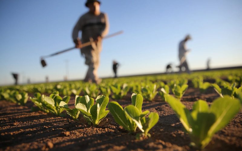 Novas Técnicas de Irrigação para Aumentar a Produtividade