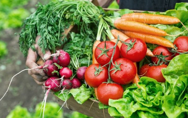 Cultivo de Hortaliças em Estufas: Vantagens e Desafios