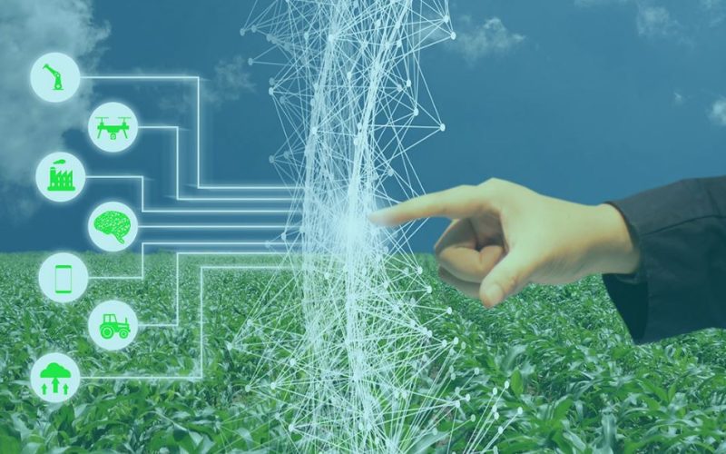 Inteligência artificial prevê safras e otimiza gestão agrícola