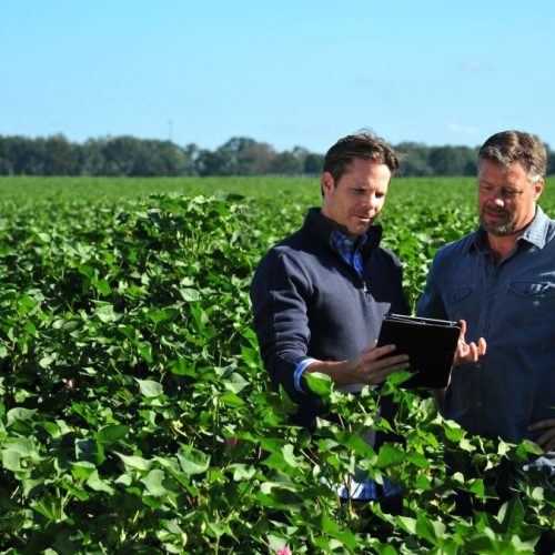 Oportunidades de Investimento no Agronegócio Brasileiro