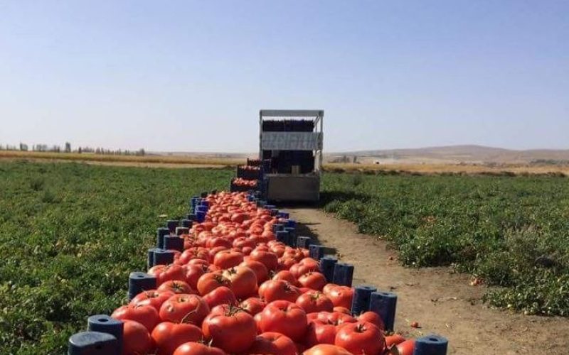 Exportação de Produtos Agrícolas: Desafios e Oportunidades