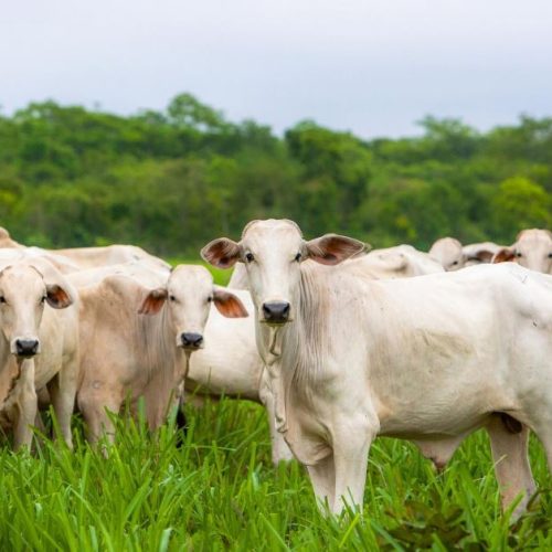 Nutrição Animal: A Importância de uma Dieta Balanceada