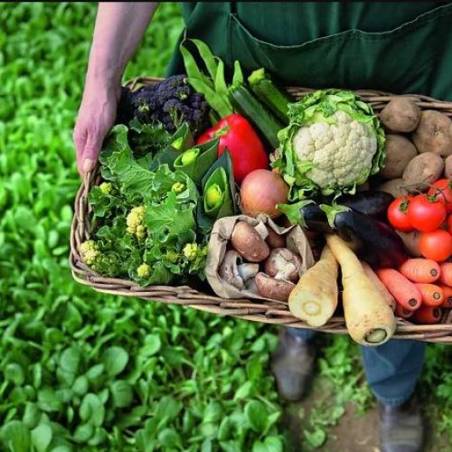 Produção de alimentos orgânicos: benefícios para a saúde e para o meio