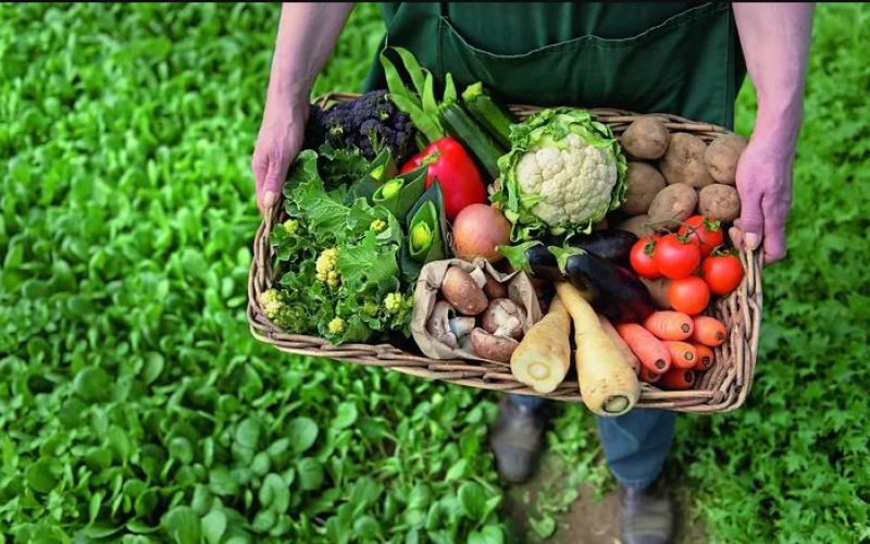 Produção de alimentos orgânicos: benefícios para a saúde e para o meio