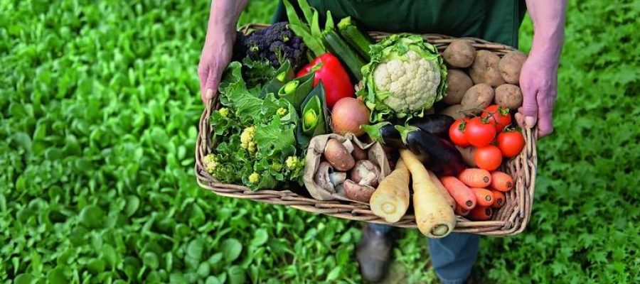 Produção de alimentos orgânicos: benefícios para a saúde e para o meio